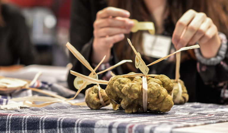 Tartufo Bianco d’Alba. Ottima annata per il pregiato tubero e successo per l’88esima edizione