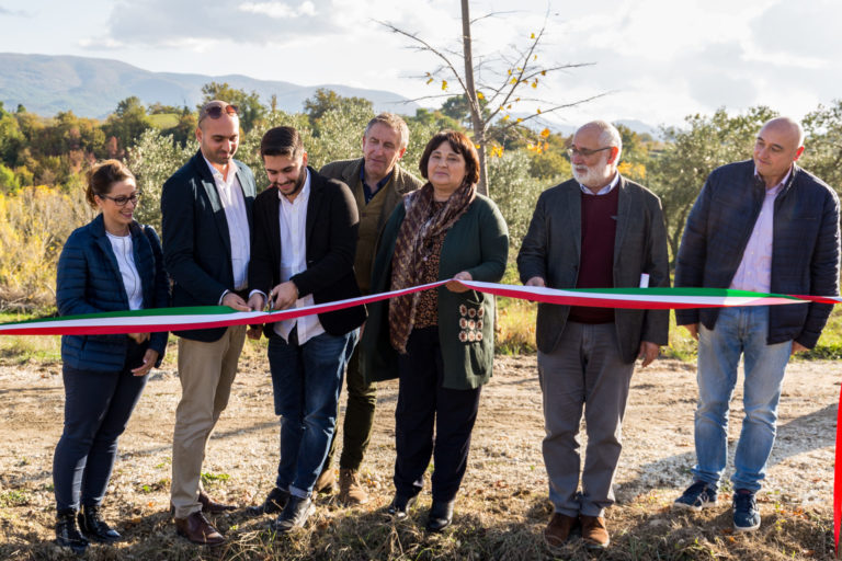 Olivicoltura umbra. Al via l’impianto da 20 ettari dei nuovi oliveti Gaudenzi