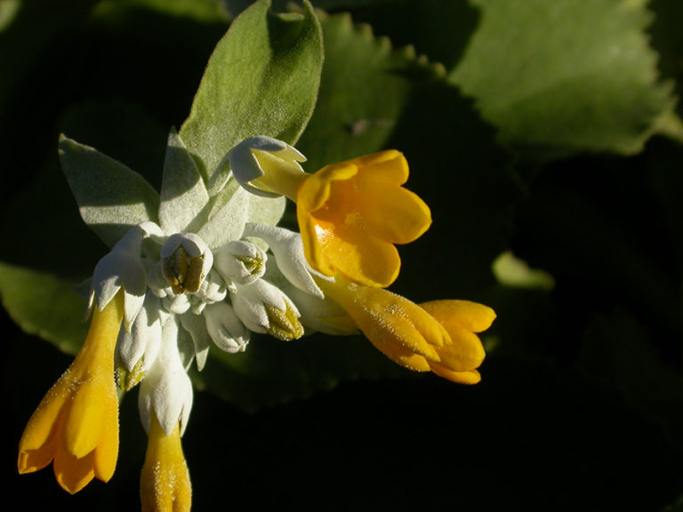 Una pianta per ogni regione. Dalla Primula di Palinuro al Pino locato della Basilicata: ecco i venti simboli scelti dalla Società Botanica Italiana