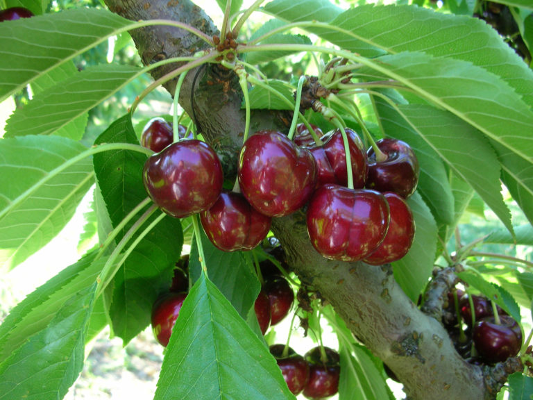 Geoplant a Interpoma per proporre le sue cultivar di melo e ciliegio