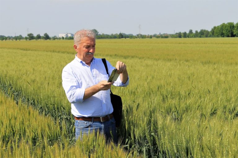 Campagna autunnale cereali a paglia . Per Venturoli risultati in linea con aspettative. Diffidare da seme non certificato