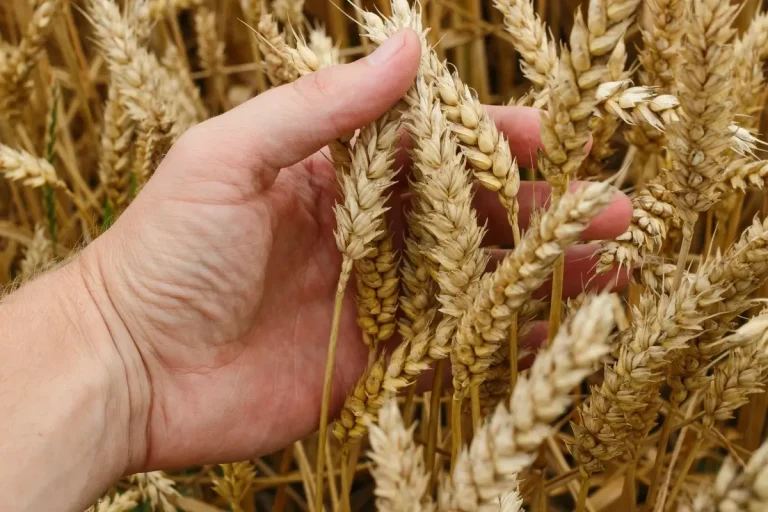 Manifesto TEA: Fondamentali per l’agricoltura, urgente arrivare ad approvazione Regolamento UE