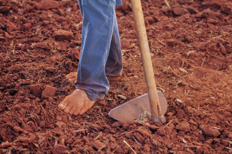 Disoccupazione agricola. Indennità anche a chi ha perso il lavoro il 31 dicembre