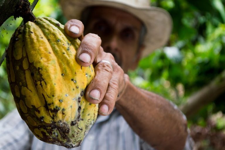 Giornata di studio. Il cacao, la Toscana e la ricetta della cioccolata al gelsomino