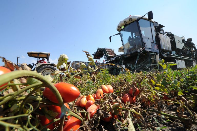 Pomodoro da industria. Riconosciuta OI per il Bacino Centro Sud Italia