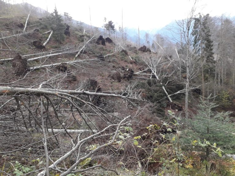 Maltempo, foreste devastate nel Nord Est. Pefc: «Ci vorranno 100 anni perché la situazione torni in equilibrio»