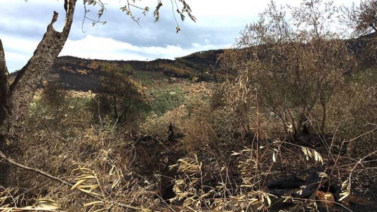 Siccità. Agronomi: Italia a rischio incendi. Diamanti: ‘Uscire da logica emergenza per passare a pianificazione territorio’