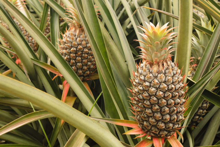 Ananas un frutto energetico. Progetto italiano in Costa Rica trasforma gli scarti in combustibile