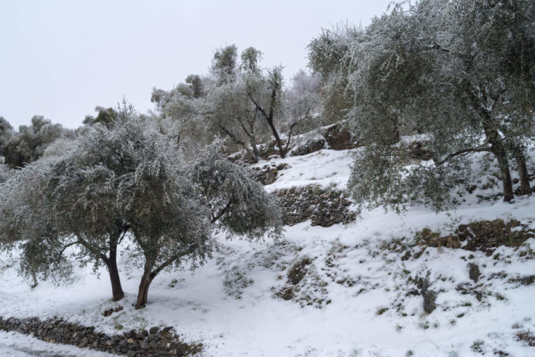 Olio Puglia. Ristoro per gelate 2018: i I Comuni accelerino le istruttorie e i pagamenti