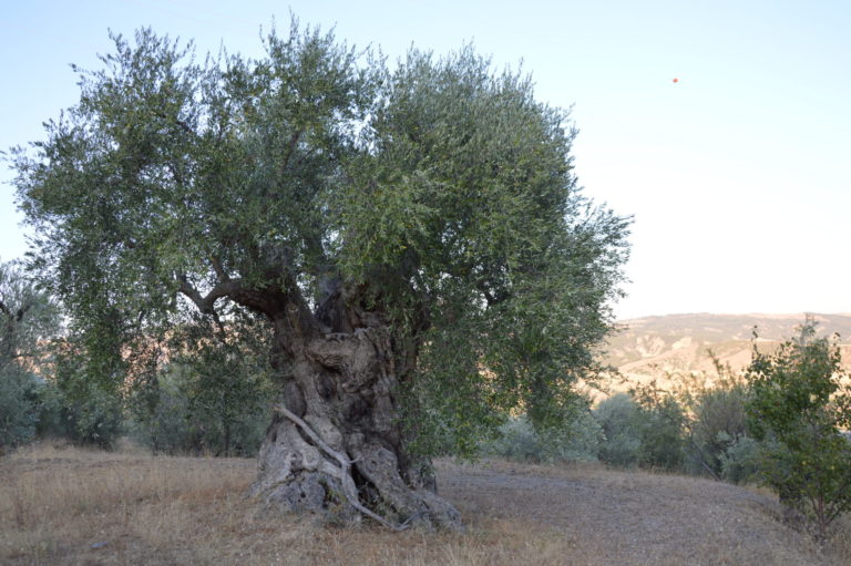 Olio lucano IGP verso il riconoscimento. Il Mipaaft aprirà la procedura. Soddisfazione Braia