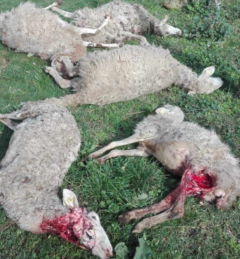 Predatori killer. La mattanza continua. Ancora pecore sgozzate in Maremma