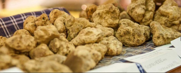 Tartufo, senatori Lega: iniziato iter per riformare settore ricerca e produzione