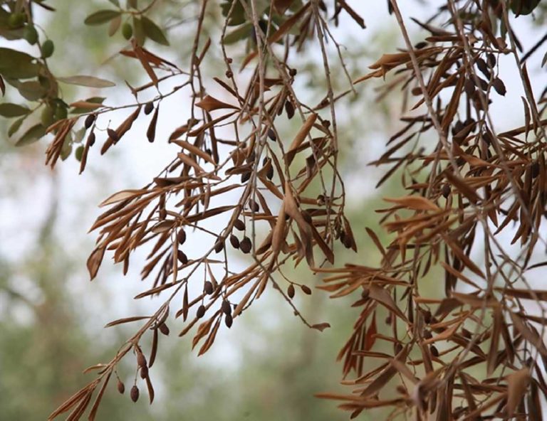 Ricerca Università D’Annunzio (Chieti): disponibili nuove terapie per combattere la xylella