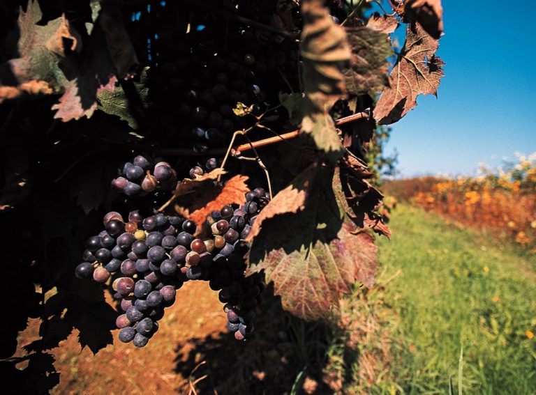 L’anteprima dei i vini friulani 2018. Il 16 gennaio con il Consorzio Friuli Colli Orientali e Ramandolo