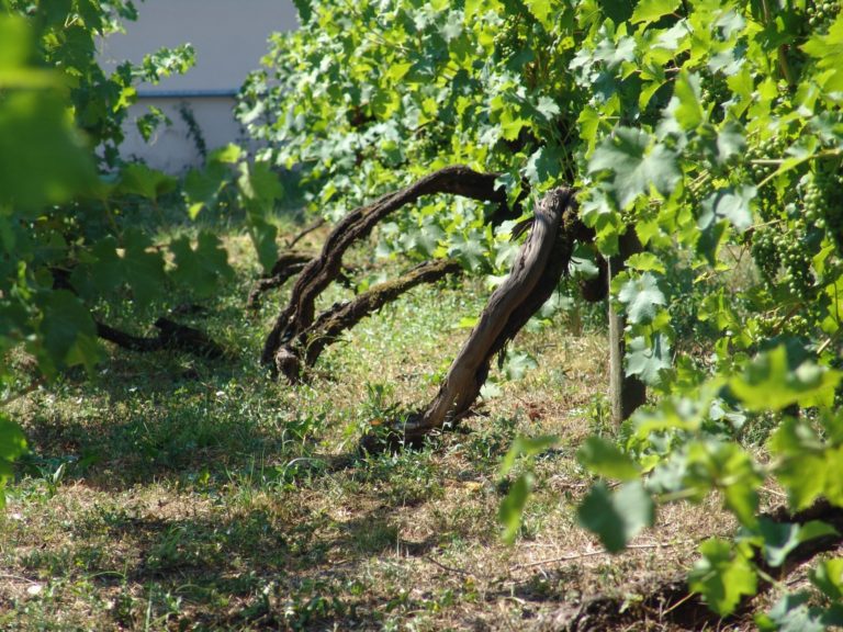 Vendemmia verde, c’è il via libera da Conferenza Stato-Regioni. A disposizione risorse per 100 milioni di euro