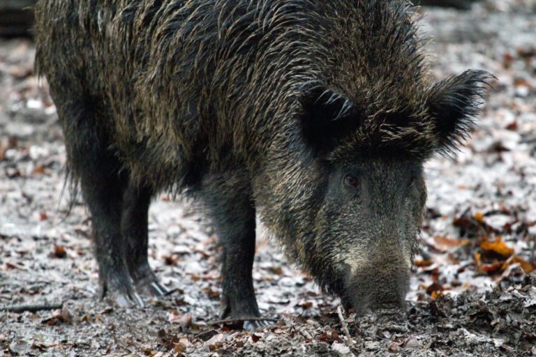 Toscana. L’Isola d’Elba diventa ‘area non vocata ai cinghiali’. Non vengono escluse né la braccata né la selezione