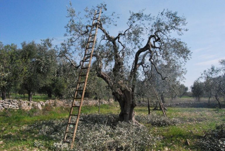 Potatura dell’olivo. Iscrizioni aperte per i corsi Cia a Siena e Montepulciano