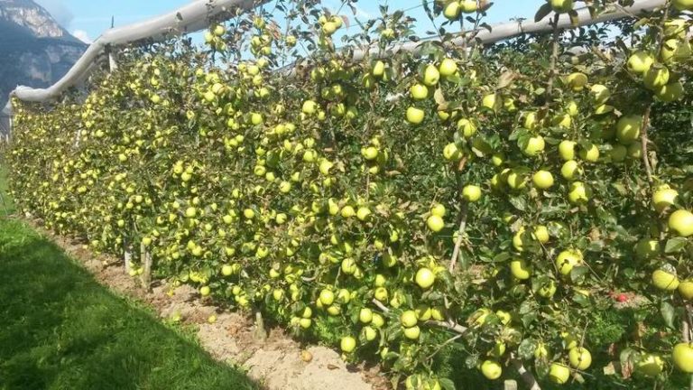 Formazione. Frutticoltura sotto attacco, scendiamo “In campo per la difesa”. Il 13 maggio a Castellaneta (Ta) evento di Asnacodi