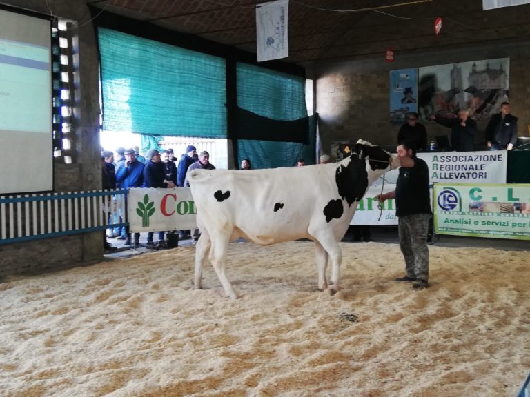 Asta delle bovine nate e allevate  nel Comprensorio del Parmigiano Reggiano. Venduti tutti i capi a quotazioni elevate