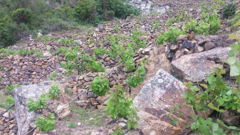 Muretti a secco simbolo della viticoltura eroica patrimonio dell’Umanità. Gaudio, Cervim: «Vignaioli estremi custodi paesaggio».