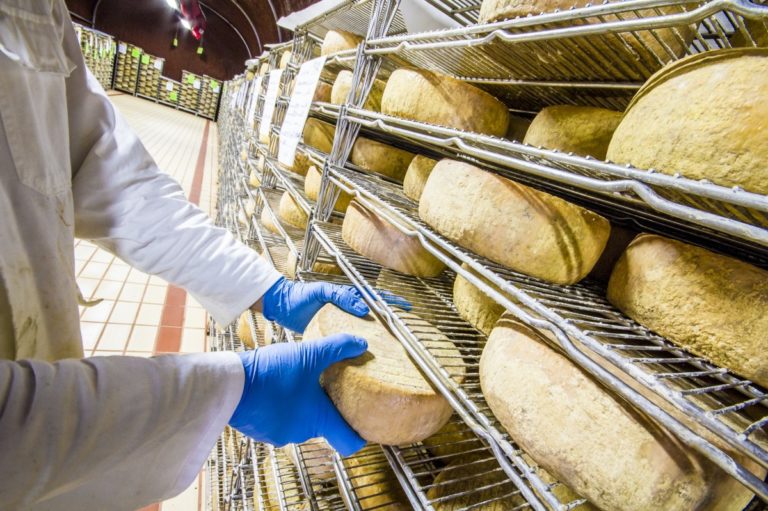 Crisi latte in Sardegna. Il mondo agricolo resti unito ed attento al futuro del comparto, il monito di Confagricoltura