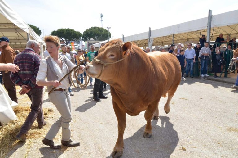 Agriumbria: Il mondo agricolo italiano si ritrova in Umbria. Arrivati oltre 600 capi di bovini, alberghi pieni, attesi visitatori da tutta Italia