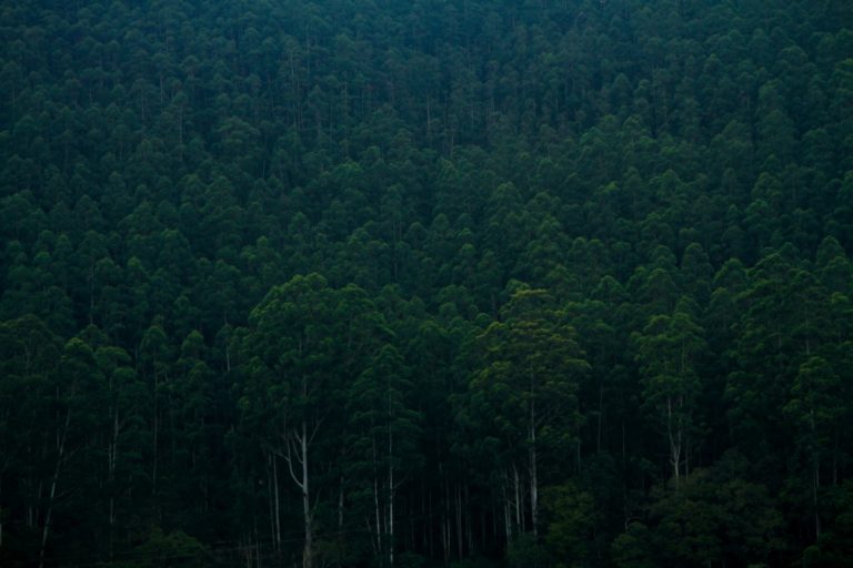 Foreste italiane, settore da 400mila occupati. Presentato il primo rapporto: sono 11 milioni gli ettari, per il 36,4% di superficie nazionale