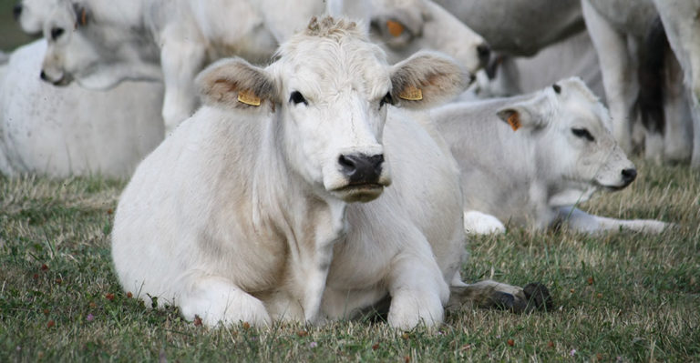 Carne di Razza Romagnola. Convegno a Forlì (16 aprile) per rilanciare i consumi