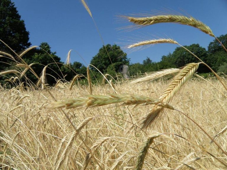 Segale iermana e Carosella lucana nel registro delle varietà da conservazione. Il lavoro di Alsia