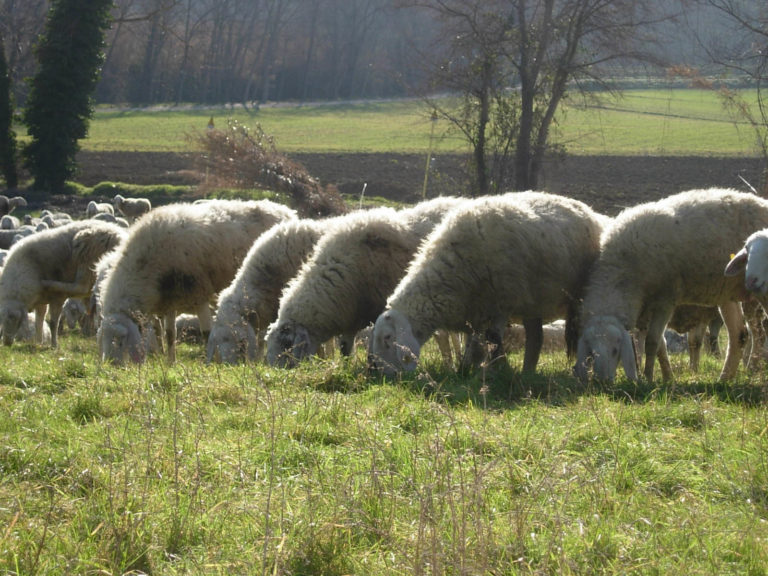 Ovinicoltura, una filiera da quasi un miliardo di euro. Gli Stati generali del comparto alle Fiere Zootecniche Internazionali di Cremona