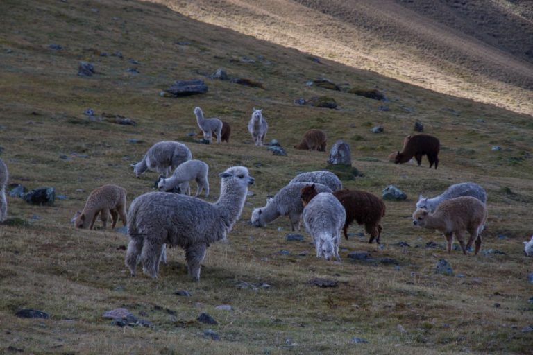 Allevamento. È agricolo anche quello di tartarughe e alpaca