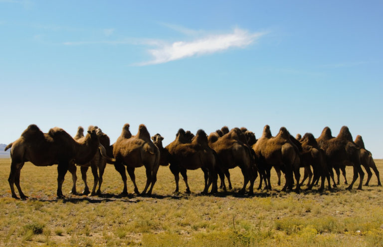 Latte di cammello, domanda in aumento. Con progetto Camelmilk produzione in crescita del 25% nel Mediterraneo