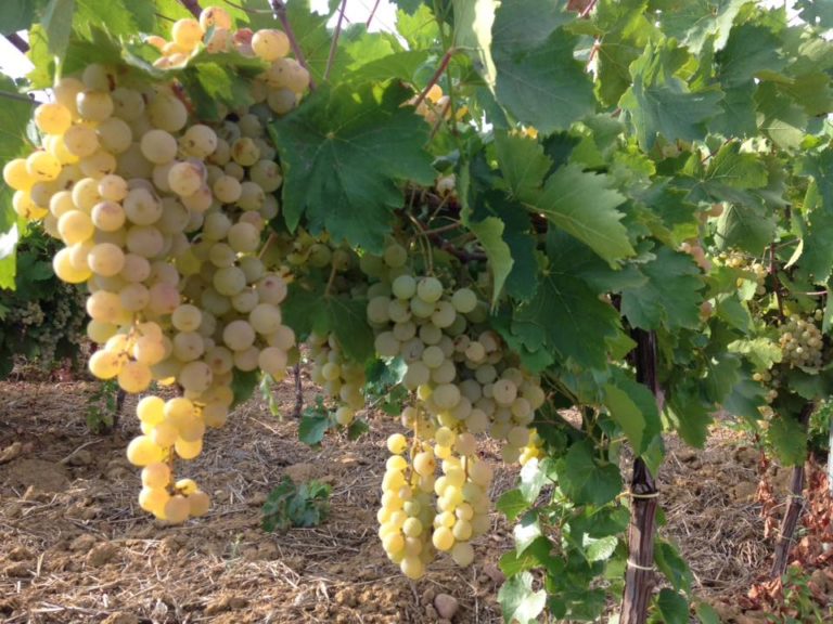 Ristrutturazione vigneti. Confagricoltura, bene proroga domande