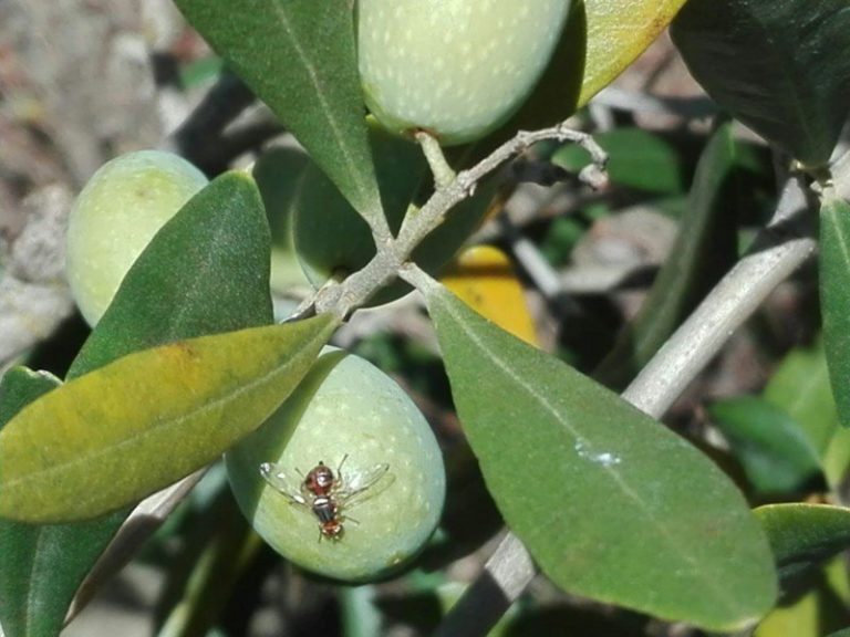 Mosca delle olive. Proroga fino al 28 ottobre per l’utilizzo del Dimetoato