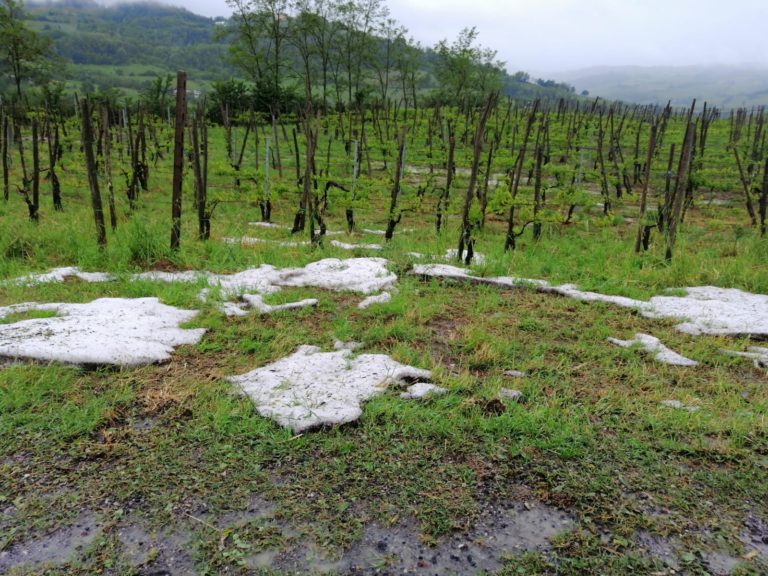 Maltempo. Copagri: da maggio anomalo danni e disagi per fienagione e colture ortofrutticole