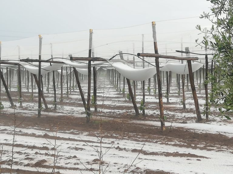 Maggio da incubo. Colpita tutta la Penisola, Copagri: danni per milioni di euro. Ma il conto è destinato a salire