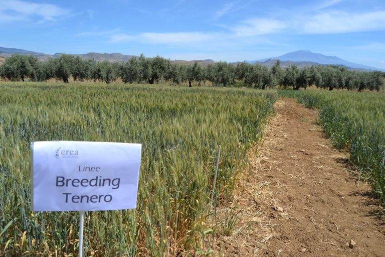 Frumento duro e frumento tenero, qual è la differenza? Crea: uno studio apre nuove prospettive alla ricerca