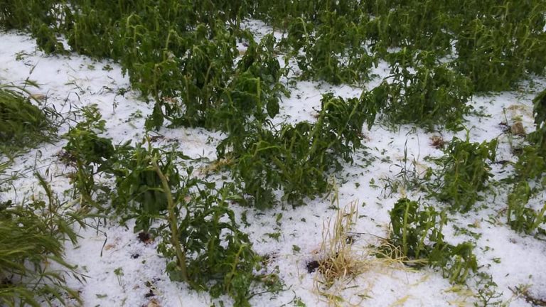 Maltempo: dal caldo alla grandine 14 miliardi di euro di danni