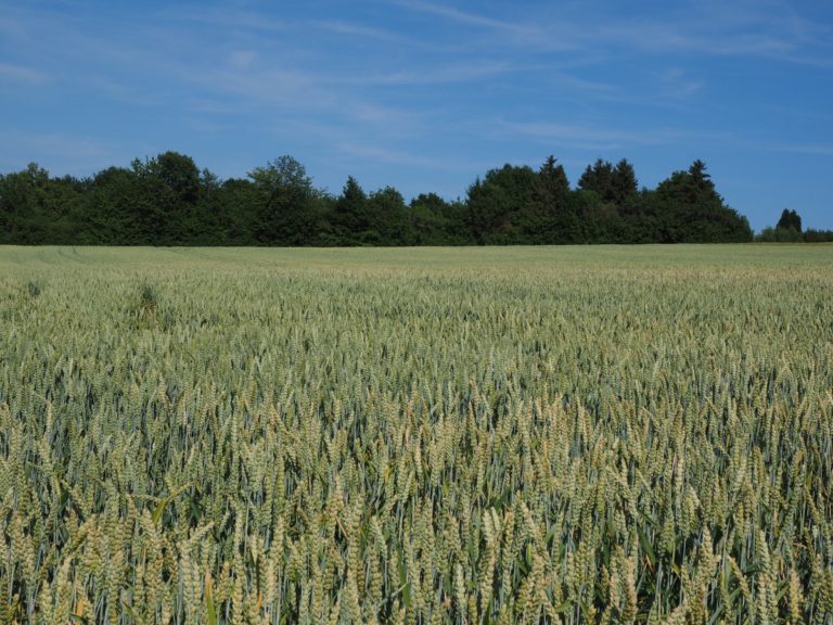 Grano tenero, prezzo attuale è mortificante per chi lo produce. Legacoop: arrivare almeno a 30 euro al quintale