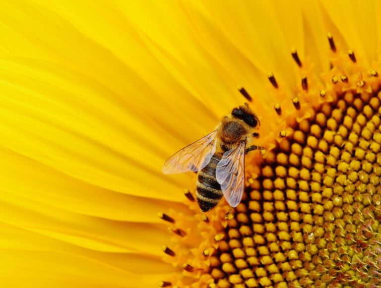 Notte europea dei ricercatori: tutti gli appuntamenti del Crea per vivere un giorno da scienziati