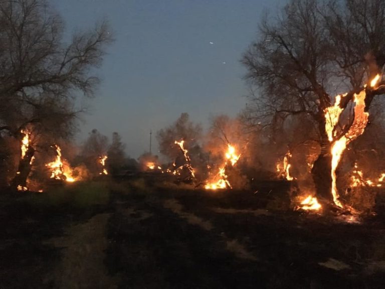 Xylella, allarme incendi nel Salento. Già divorati dalle fiamme decine di ettari di oliveto. Burocrazia lenta