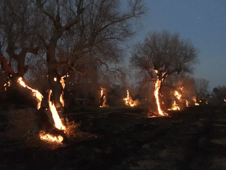 Orrore in Puglia. Dopo la xylella olivi millenari come torce nel Salento. Ma nessuno si accorge di questo dramma?