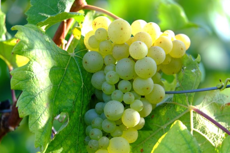 Romagna. Serve un progetto di aggregazione per la commercializzazione del vino