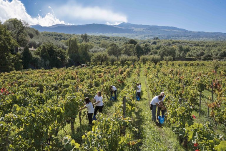 Vendemmia 2019 al via. La cantina di Donnafugata sull’Etna si apre al pubblico