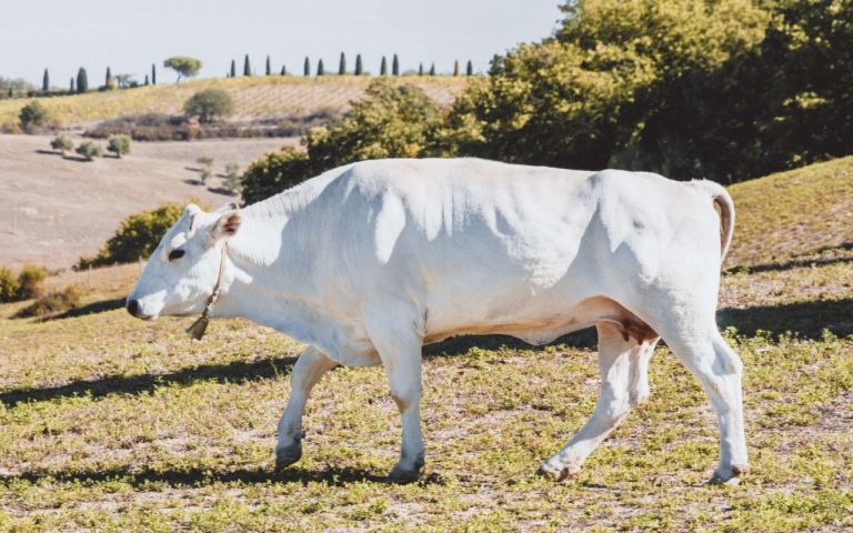 La Toscana punta sulle razze autoctone: bando da 126 mila euro per la ricerca