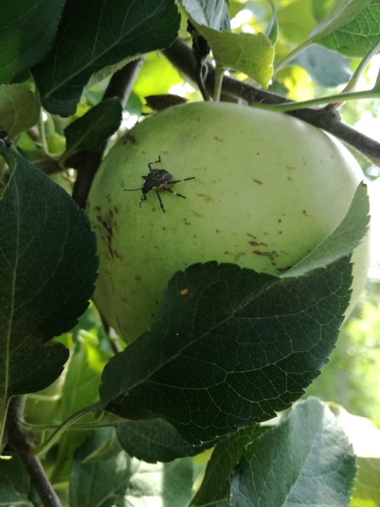 Cimice asiatica. Veneto stanzia 4,5 milioni per indennizzare i produttori, e piano di ricerca per prevenire danni