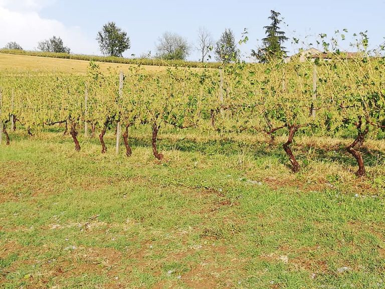 Grandinata nel Casalese. La conta dei danni, Cia: in alcune zone non si vendemmierà