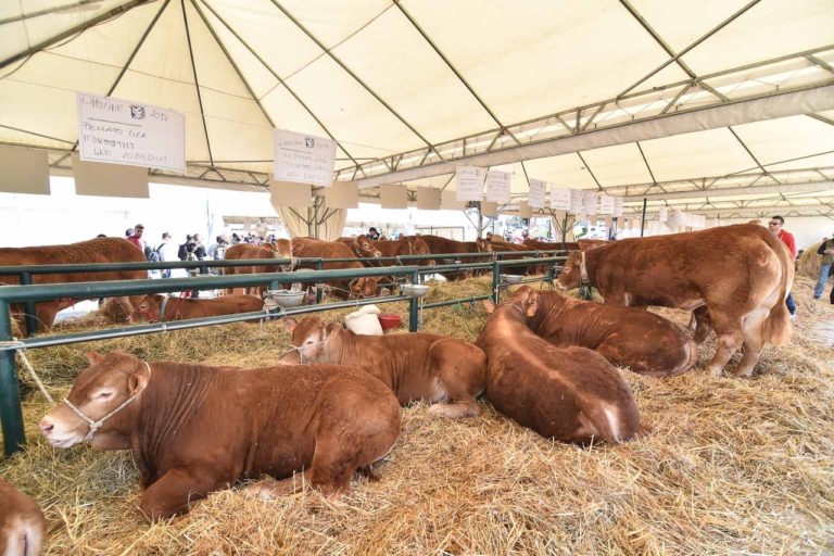 Il tour di Agriumbria in Calabria e Basilicata aspettando Agrilevante 2019, dove la fiera umbra co-organizzerà il Salone della Zootecnia