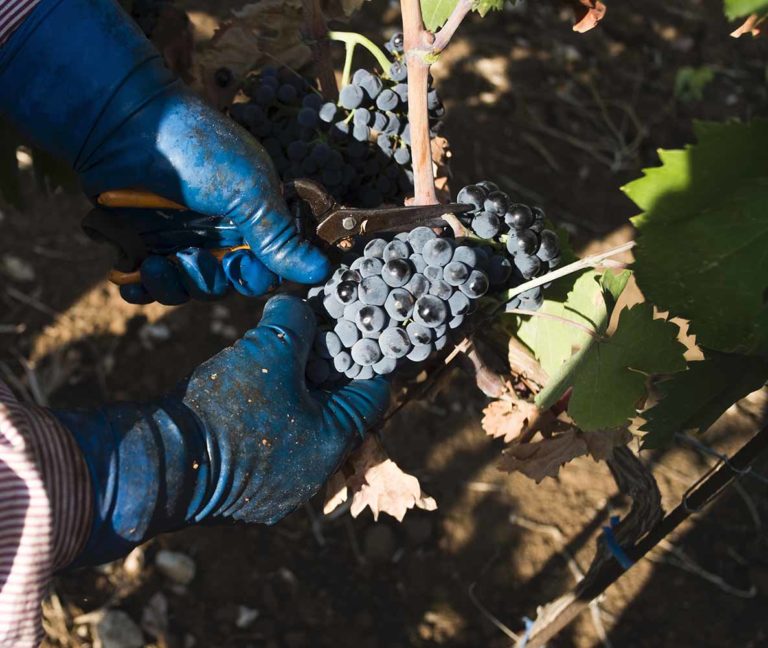 Primitivo di Manduria. Vendemmia 2019 posticipata, di bassa resa ma di ottima qualità