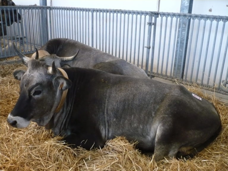 Agrilevante 2019 punta sulla zootecnia. A Bari dal 10 al 13 ottobre